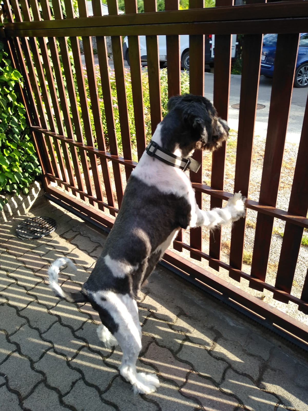 Angol Juhászkutya keverék